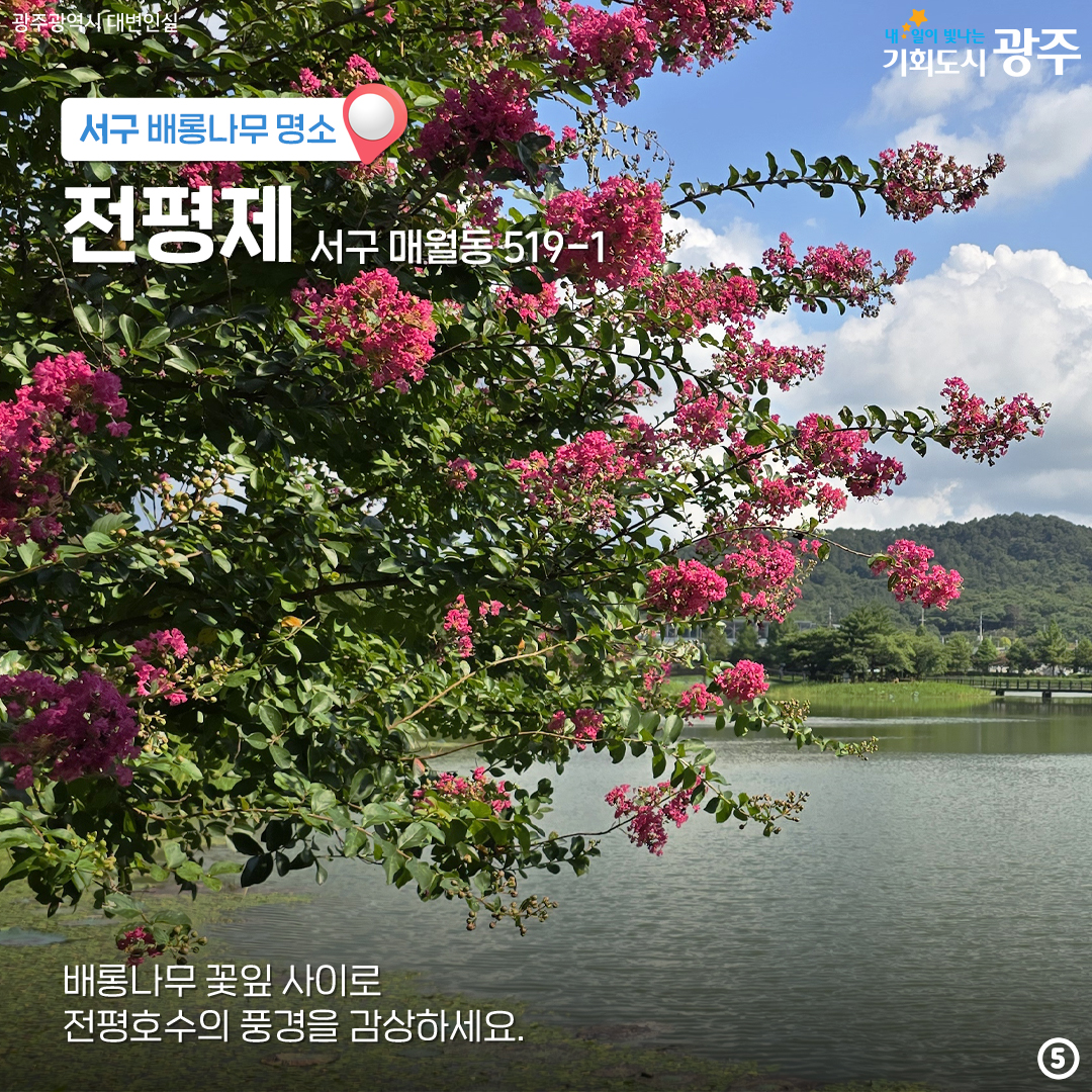 마지막 '여름'을 나와 함께! 배롱나무 광주 구별 명소_5