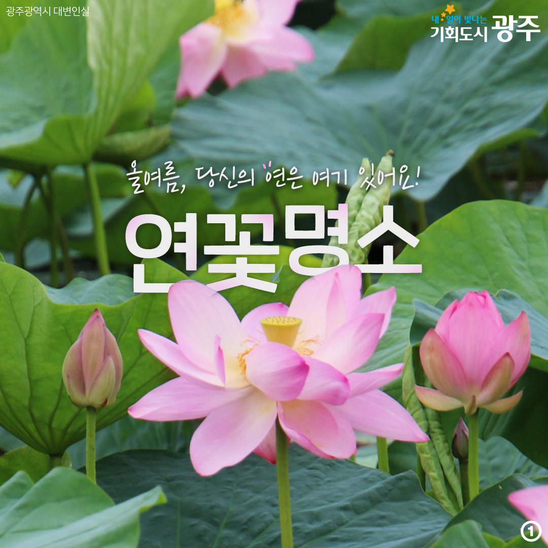올여름, 당신의 연은 여기 있어요! 연꽃명소_1