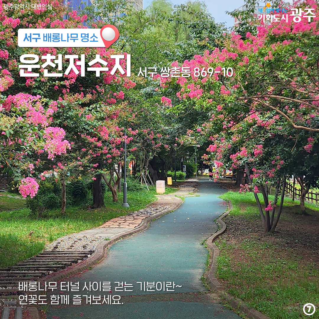 마지막 '여름'을 나와 함께! 배롱나무 광주 구별 명소_7