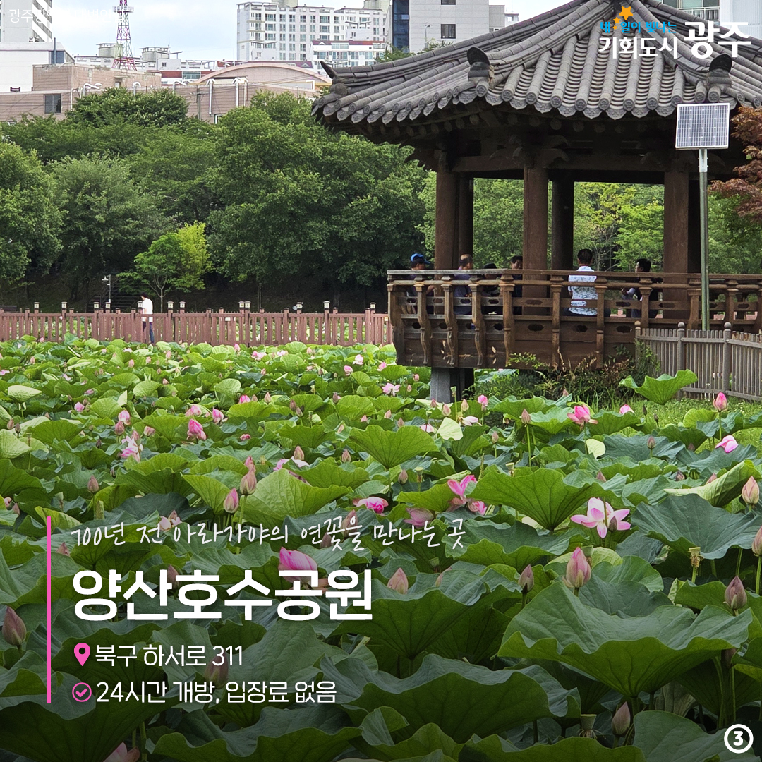 올여름, 당신의 연은 여기 있어요! 연꽃명소_3
