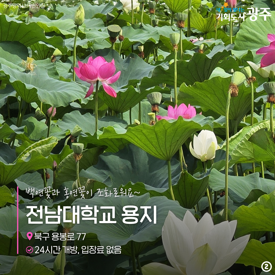 올여름, 당신의 연은 여기 있어요! 연꽃명소_2