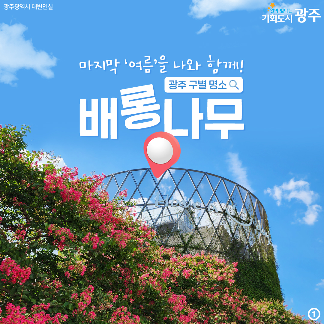 마지막 '여름'을 나와 함께! 배롱나무 광주 구별 명소_1