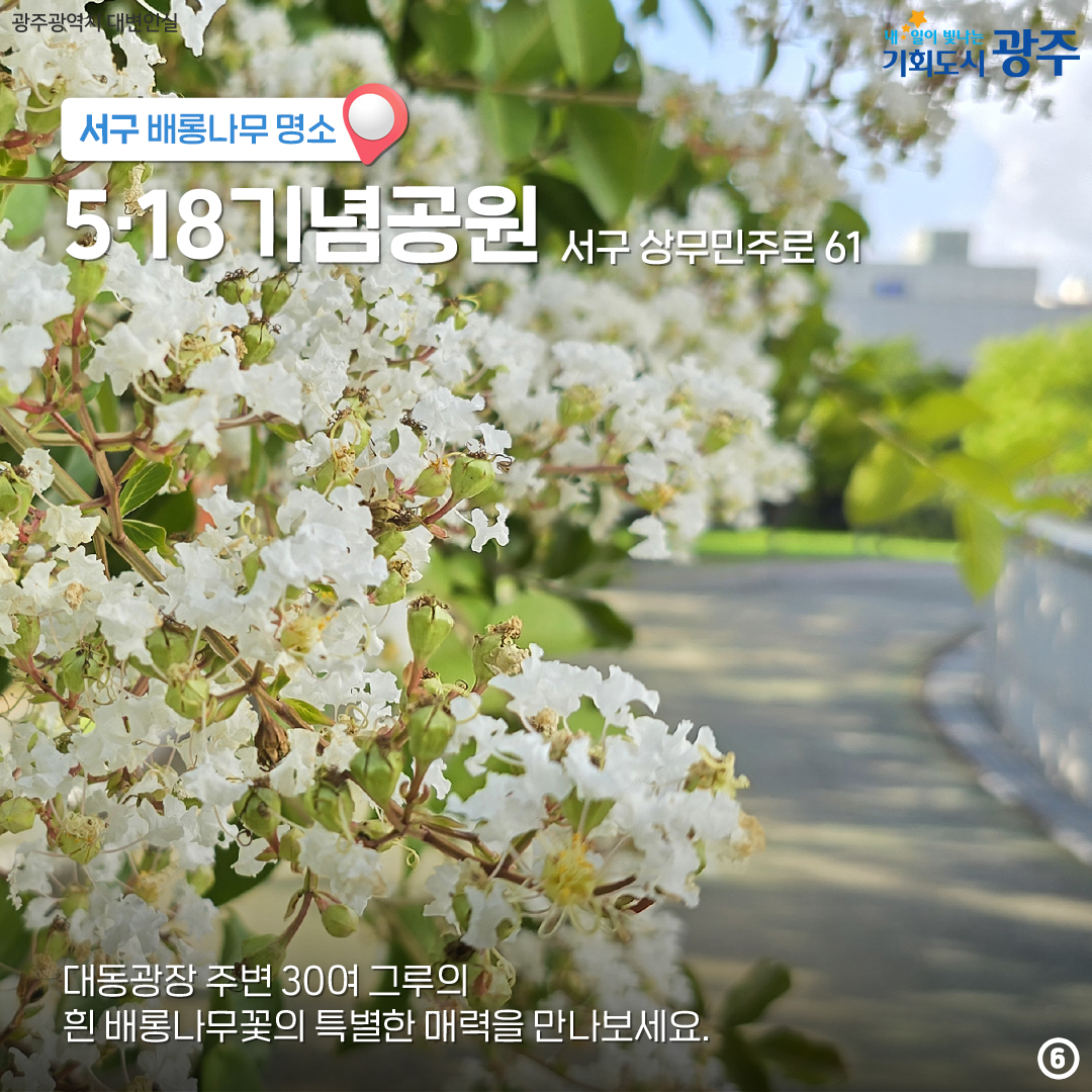 마지막 '여름'을 나와 함께! 배롱나무 광주 구별 명소_6