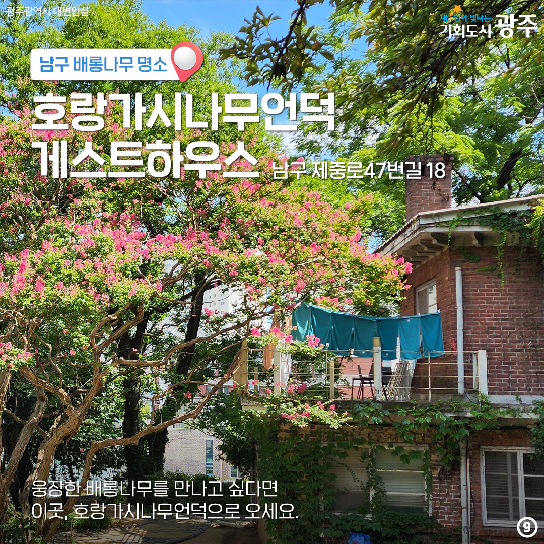 마지막 '여름'을 나와 함께! 배롱나무 광주 구별 명소_9