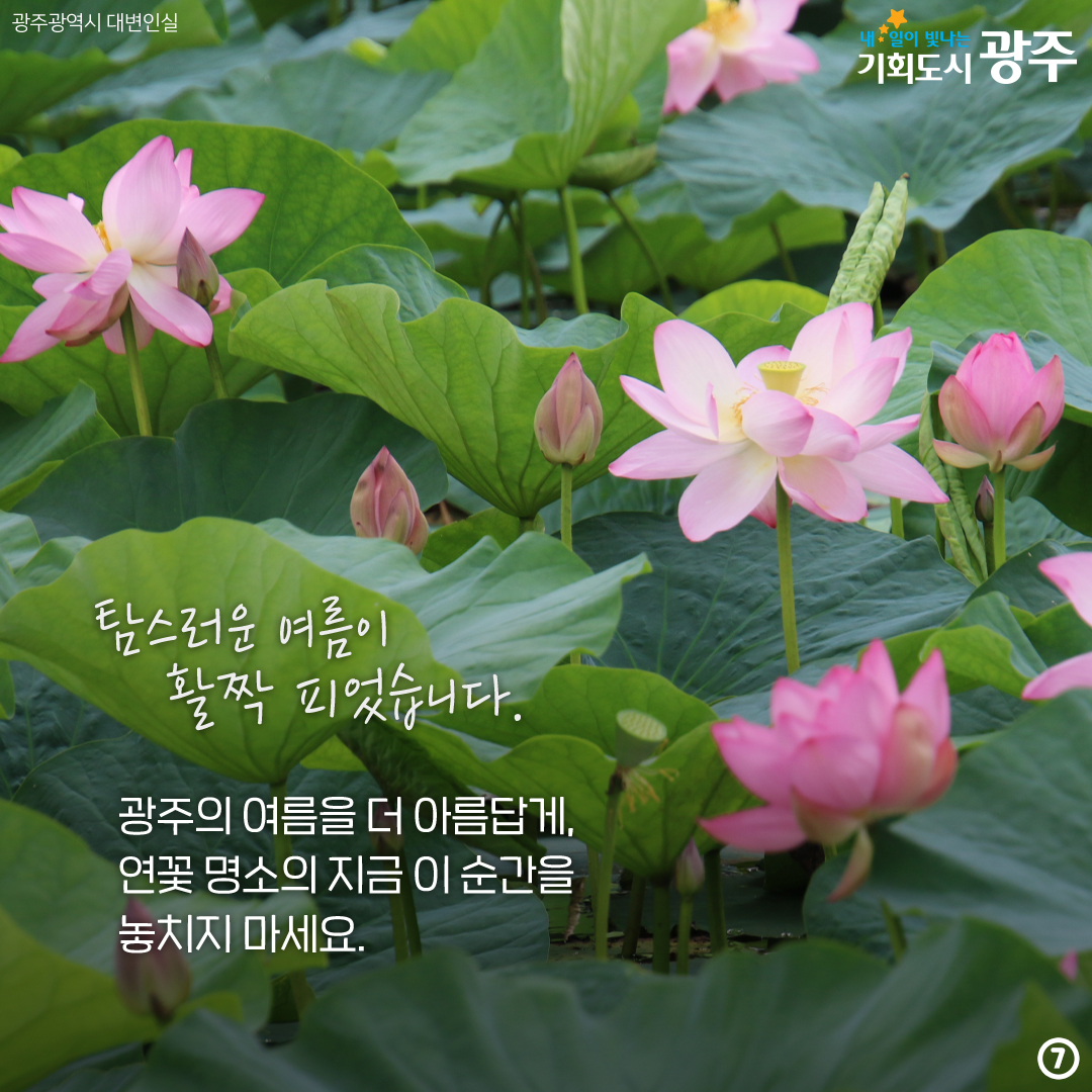 올여름, 당신의 연은 여기 있어요! 연꽃명소_7