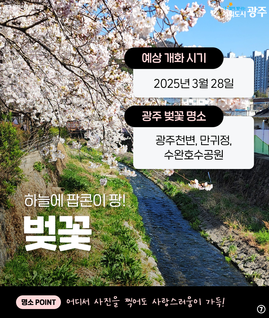 광주와 미리 알아보는 2025년 봄꽃 시즌! 설레는 봄 준비해 봄_7