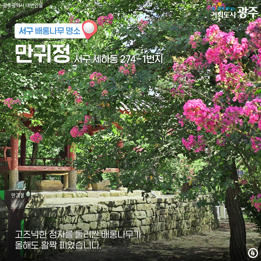 마지막 '여름'을 나와 함께! 배롱나무 광주 구별 명소_4