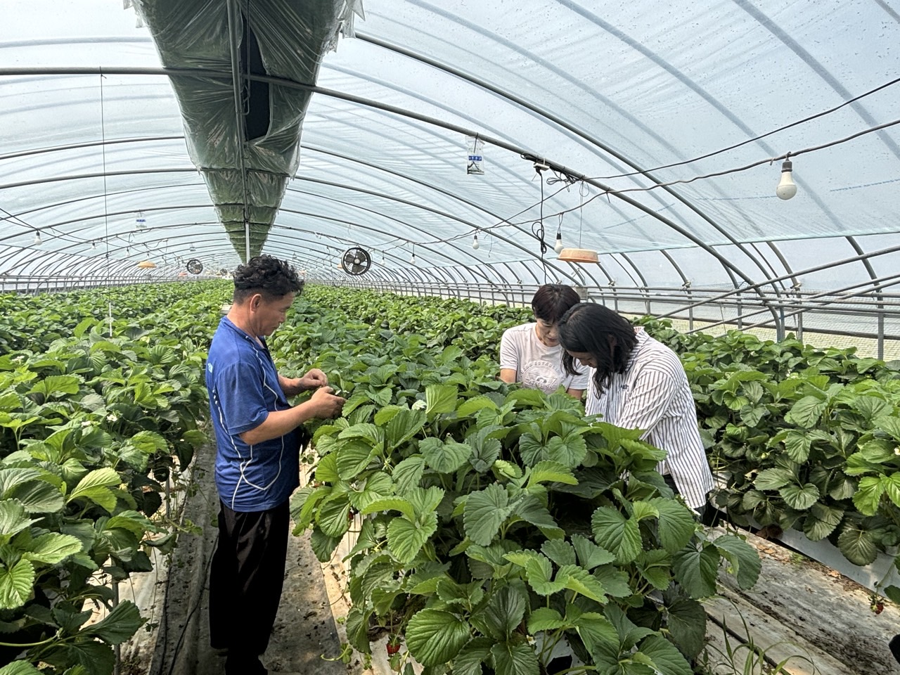 [01.08] 광주 신규·예비 농업인, 선배로부터 영농 배운다