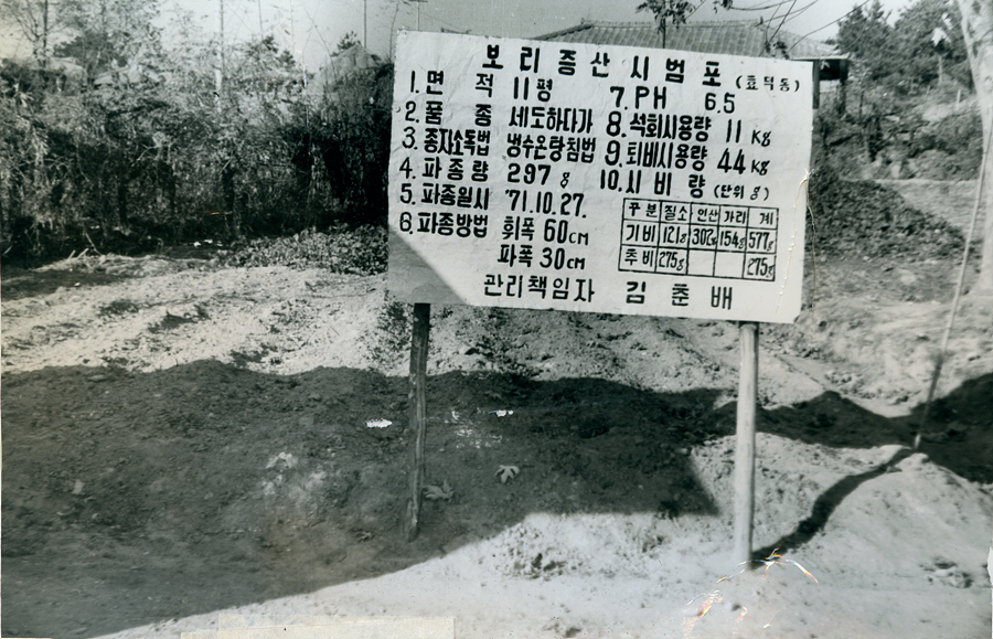 보리파종시범포(효덕동)
